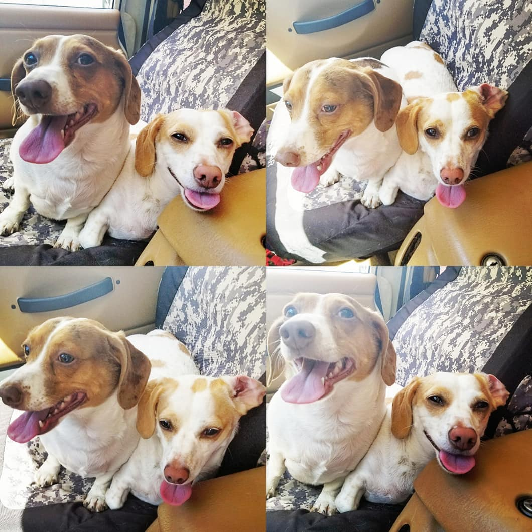 37550540_10156532811394686_4812004336789880832_o